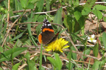 Red Admiral - Waverley, NS, 2012-05-12