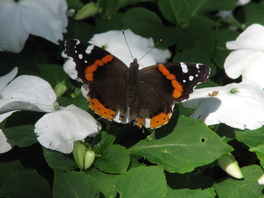 [Red Admiral image]