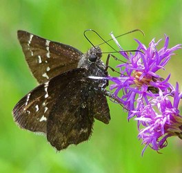 [Northern Cloudywing image]