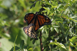 Monarch - River Bourgeois, NS, 2012-06-30