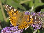 Painted Lady - Dartmouth, NS, 2012-08-27