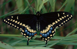 [Black Swallowtail image]