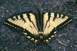 Canadian Tiger Swallowtail - Cape Breton Highlands NP, NS, 1995-06-24