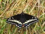 Short-tailed Swallowtail - Carron Point, NB, 2010-06-18