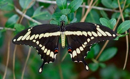 [Giant Swallowtail image]
