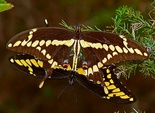 Giant Swallowtail - Smithville, TX, 2006-09-23