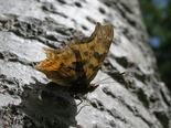 Satyr Comma - Bible Hill, 2005-06-14