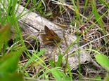Tawny-edged Skipper - Laurie Park, NS, 2011-07-02