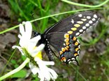 Black Swallowtail - Jemseg, NB, 2010-07-17