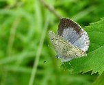 Northern Spring Azure - Peggy's Cove, NS, 2008-07-01