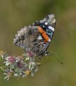 Red Admiral - Miller Rd., nr blueberry fields, NS, 2012-09-14