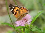 Painted Lady - Apple River, NS, 2012-08-19