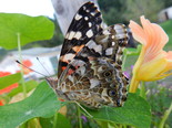 Painted Lady - Apple River, NS, 2012-08-14