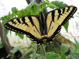 [Canadian Tiger Swallowtail image]