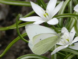 Cabbage White - Apple River, NS, 2012-06-02
