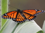 Viceroy - Apple River, NS, 2012-08-18