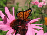 Viceroy - Apple River, NS, 2011-08-17