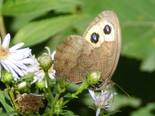 Common Wood-Nymph - Apple River, NS, 2012-08-20
