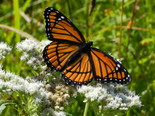 Viceroy - Apple River, NS, 2013-08-17