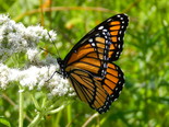Viceroy - Apple River, NS, 2013-08-17