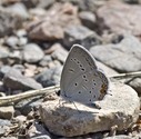 Eastern Tailed-Blue - North of Debert, 2013-08-21