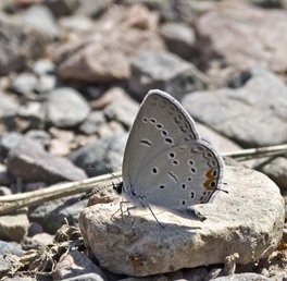 [Eastern Tailed-Blue image]