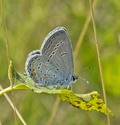 Eastern Tailed-Blue - North of Debert, 2013-08-21