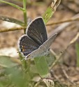 Eastern Tailed-Blue - Smithville, TX, 2005-05-02