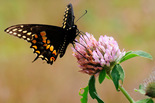 Black Swallowtail - Grand Pre, 2012-07-27