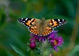 Painted Lady - Wolfville, NS, 2017-09-20