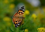 Painted Lady - Wolfville, NS, 2017-09-20