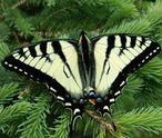 Canadian Tiger Swallowtail - Hilden, NS, 2017-06