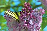 Canadian Tiger Swallowtail - Brookfield, 2020-06-17