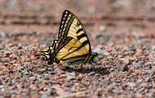 Canadian Tiger Swallowtail - Victoria Park, Truro, 2022-06-19
