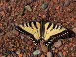 Canadian Tiger Swallowtail - Victoria Park, Truro, 2022-05-29