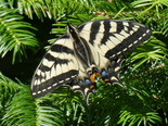 Canadian Tiger Swallowtail - Victoria Park, Truro, 2022-06-27