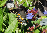 Black Swallowtail - Halifax, 2024-09-14