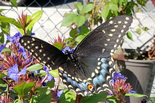 Black Swallowtail - Halifax, 2024-09-14