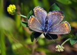 European Common Blue - Dartmouth, N.S., 2025-06-21