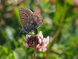European Common Blue - Dartmouth, N.S., 2025-06-21