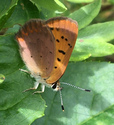 Dorcas Copper - Mabou, NS, 2021-09-06