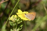 Dorcas Copper - near Gracieville, Cape Breton, 2020-08-20