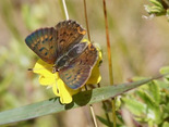 Dorcas Copper - near Gracieville, Cape Breton, 2020-08-20