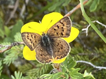 Dorcas Copper - nr. MacCormicks Corner, Inverness Co. NS, 2022-08-16